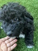 Noah, a male Aussiedoodle for sale in Lake City, FL – Photo 1 of 10