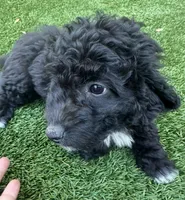 Noah, a male Aussiedoodle for sale in Lake City, FL – Photo 4 of 10