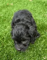 Noah, a male Aussiedoodle for sale in Lake City, FL – Photo 9 of 10