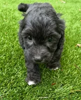 Noah, a male Aussiedoodle for sale in Lake City, FL – Photo 5 of 10