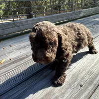Peewee, a male Miniature Labradoodle for sale in Lake City, FL – Photo 1 of 9