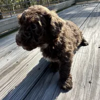 Peewee, a male Miniature Labradoodle for sale in Lake City, FL – Photo 2 of 9