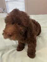 Peewee, a male Miniature Labradoodle for sale in Lake City, FL – Photo 8 of 9