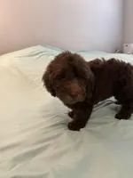 Peewee, a male Miniature Labradoodle for sale in Lake City, FL – Photo 9 of 9