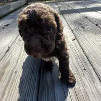 Peewee, a male Miniature Labradoodle for sale in Lake City, FL – Photo 3 of 9