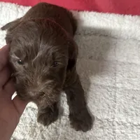 Peewee, a male Miniature Labradoodle for sale in Lake City, FL – Photo 4 of 9