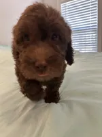 Peewee, a male Miniature Labradoodle for sale in Lake City, FL – Photo 7 of 9