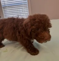 Peewee, a male Miniature Labradoodle for sale in Lake City, FL – Photo 6 of 9