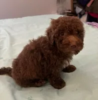Peewee, a male Miniature Labradoodle for sale in Lake City, FL – Photo 5 of 9