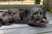 Precious, a female Miniature Labradoodle for sale in Lake City, FL – 4 of 9