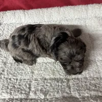 Precious, a female Miniature Labradoodle for sale in Lake City, FL – Photo 8 of 8