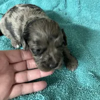 Precious, a female Miniature Labradoodle for sale in Lake City, FL – Photo 7 of 8