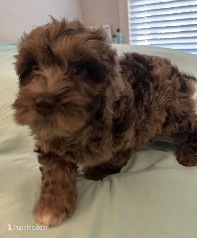 Precious – Miniature Labradoodle puppy for sale in Lake City, FL