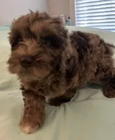 Precious, a female Miniature Labradoodle for sale in Lake City, FL – Photo 1 of 8