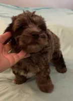 Precious, a female Miniature Labradoodle for sale in Lake City, FL – Photo 4 of 8