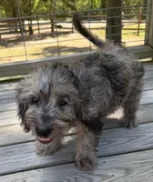 Precious, a female Miniature Labradoodle for sale in Lake City, FL – 6 of 9