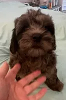 Precious, a female Miniature Labradoodle for sale in Lake City, FL – Photo 5 of 8