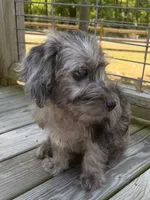 Precious, a female Miniature Labradoodle for sale in Lake City, FL – 5 of 9