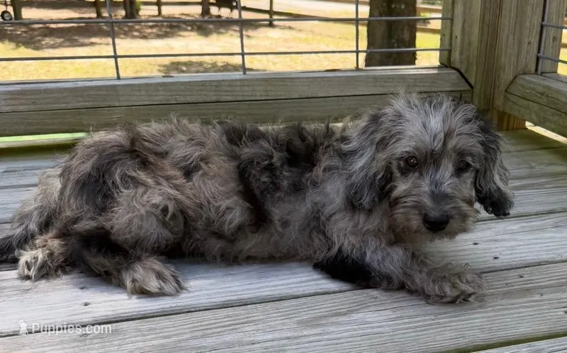 Precious – Miniature Labradoodle puppy for sale in Lake City, FL