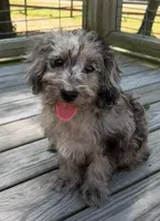 Precious, a female Miniature Labradoodle for sale in Lake City, FL – 3 of 9