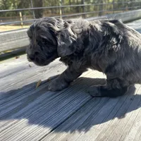 Precious, a female Miniature Labradoodle for sale in Lake City, FL – Photo 6 of 8