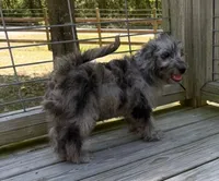 Precious, a female Miniature Labradoodle for sale in Lake City, FL – 2 of 9