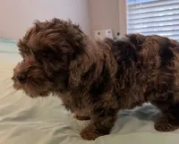 Precious, a female Miniature Labradoodle for sale in Lake City, FL – Photo 3 of 8