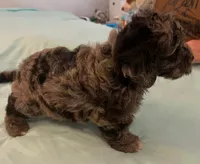 Precious, a female Miniature Labradoodle for sale in Lake City, FL – Photo 2 of 8