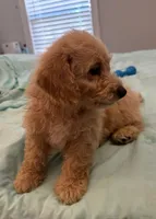 Pele, a male Miniature Labradoodle for sale in Lake City, FL – Photo 8 of 9