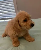 Pele, a male Miniature Labradoodle for sale in Lake City, FL – Photo 5 of 9