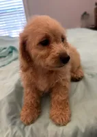 Pele, a male Miniature Labradoodle for sale in Lake City, FL – Photo 9 of 9