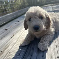 Pele, a male Miniature Labradoodle for sale in Lake City, FL – Photo 1 of 9