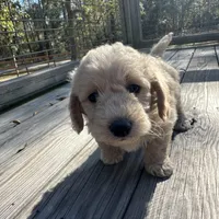 Pele, a male Miniature Labradoodle for sale in Lake City, FL – Photo 3 of 9