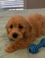 Pele, a male Miniature Labradoodle for sale in Lake City, FL – Photo 7 of 9