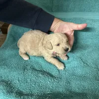 Pele, a male Miniature Labradoodle for sale in Lake City, FL – Photo 4 of 9