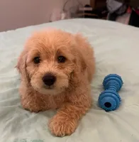 Pele, a male Miniature Labradoodle for sale in Lake City, FL – Photo 6 of 9