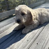 Pele, a male Miniature Labradoodle for sale in Lake City, FL – Photo 2 of 9