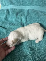 processed/539e76d2-7c17-4227-9488-b256e3bc7abe/listing/e3513a6b-17fb-436f-a31f-1a443ee83330/137c86fe-412e-46b8-9be3-a926e8f33aad