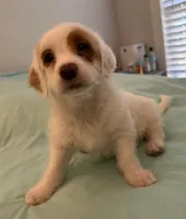 Polly, a female Miniature Labradoodle for sale in Lake City, FL – Photo 3 of 10