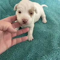 Polly, a female Miniature Labradoodle for sale in Lake City, FL – Photo 8 of 10