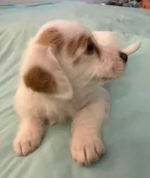 Polly, a female Miniature Labradoodle for sale in Lake City, FL – Photo 5 of 10