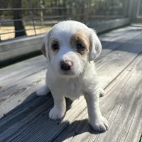 Polly, a female Miniature Labradoodle for sale in Lake City, FL – Photo 9 of 10
