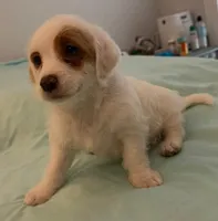 Polly, a female Miniature Labradoodle for sale in Lake City, FL – Photo 7 of 10