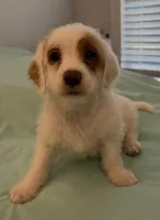 Polly, a female Miniature Labradoodle for sale in Lake City, FL – Photo 6 of 10