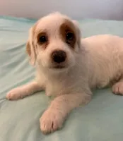 Polly, a female Miniature Labradoodle for sale in Lake City, FL – Photo 2 of 10