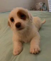 Polly, a female Miniature Labradoodle for sale in Lake City, FL – Photo 4 of 10