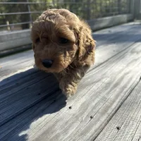Patty, a female Miniature Labradoodle for sale in Lake City, FL – Photo 8 of 10