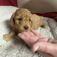Patty, a female Miniature Labradoodle for sale in Lake City, FL – Photo 10 of 10