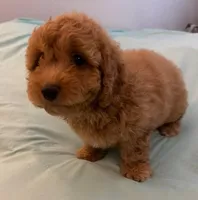 Patty, a female Miniature Labradoodle for sale in Lake City, FL – Photo 4 of 10