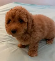 Patty, a female Miniature Labradoodle for sale in Lake City, FL – Photo 1 of 10